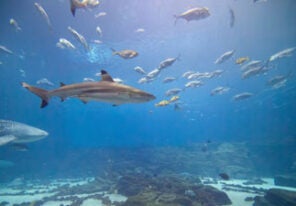 8-lessons-for-entrepreneurs-from-the-shark-tank