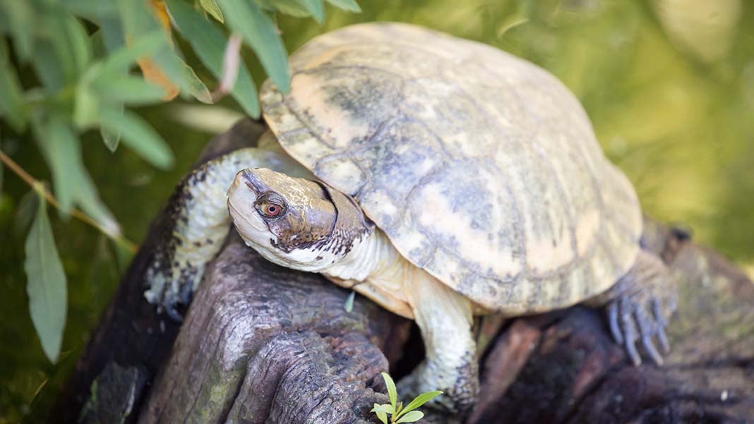 Tax Rules for Turtle Businesses