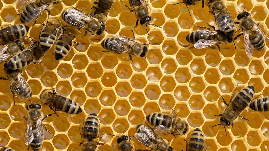 Small Business Leadership: Are You a Queen Bee or a Worker Bee?