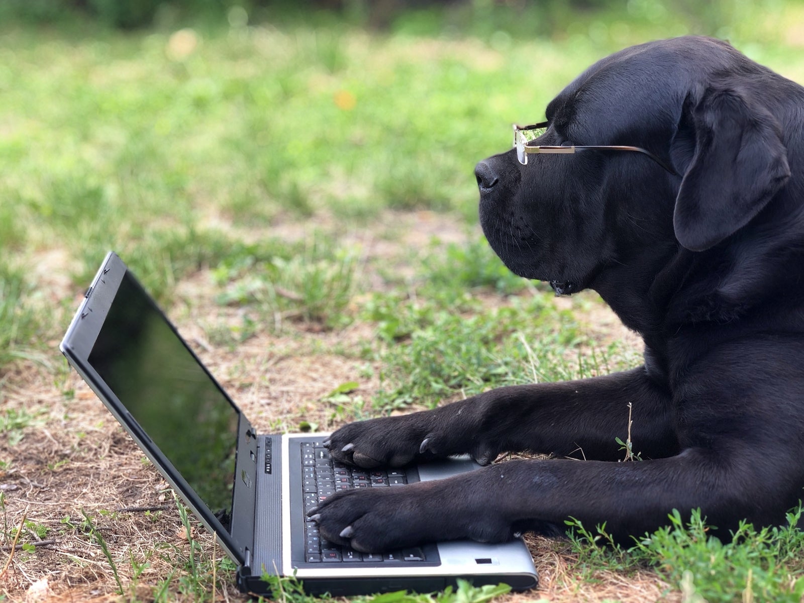 Dog Cane Corso is lying on the green grass in front of a laptop monitor. Big black dog with glasses. The animal holds the paws on the computer keyboard.