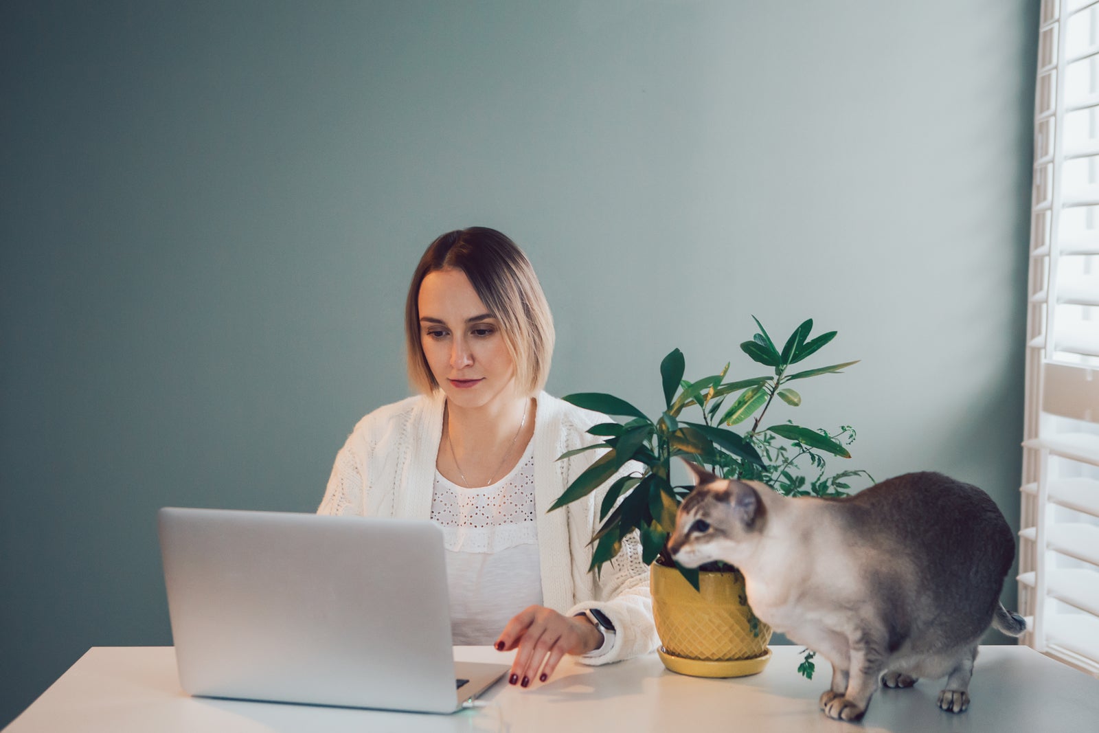 Caucasian business woman working on laptop computer. Freelancer working remotely on Internet from home office. Home domestic animal cat pet on table. Freelance, job and self-employment concept.
