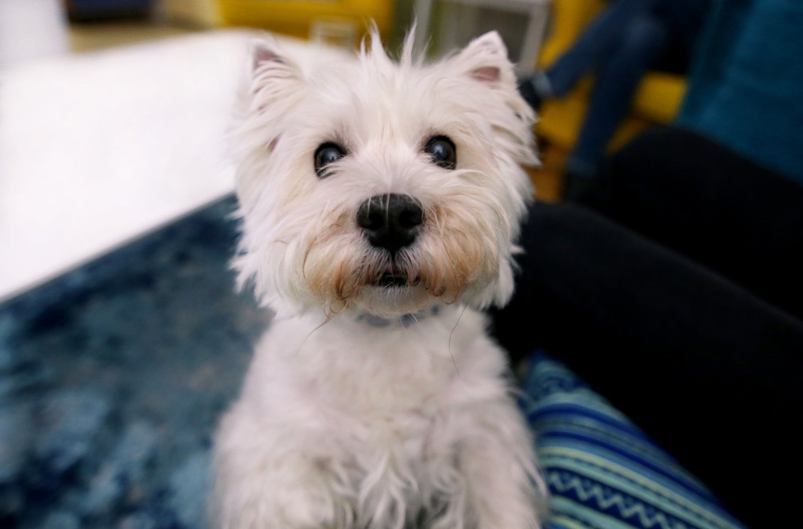 Dog photo shoot at home. Pet portrait of cute West Highland White Terrier dog enjoying and resting in living room indoor. Happy Colin Westie Terrier a very good looking dog posing in front of camera.