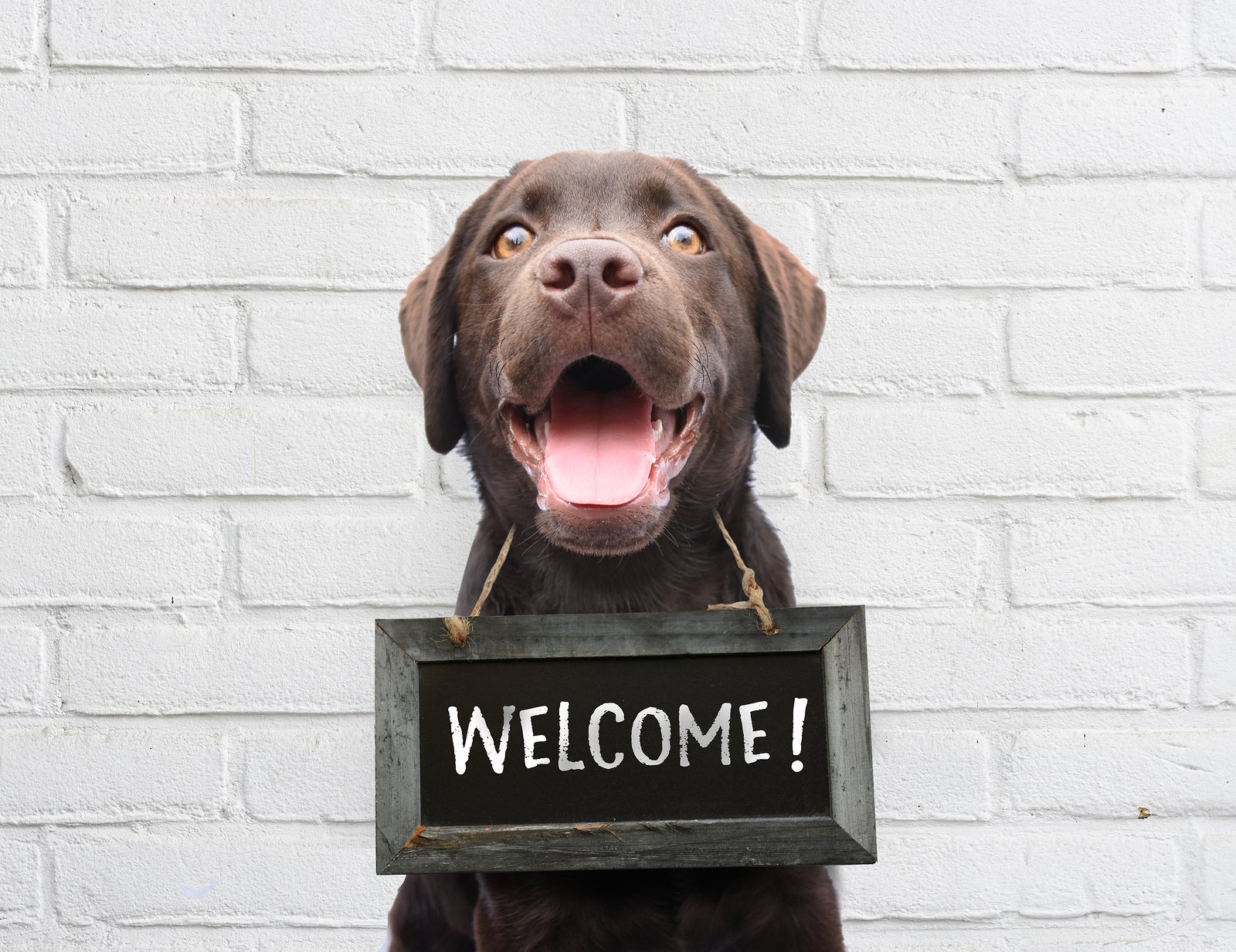 Happy dog with chalkboard with welcome text says hello welcome were open against white brick outdoor wall