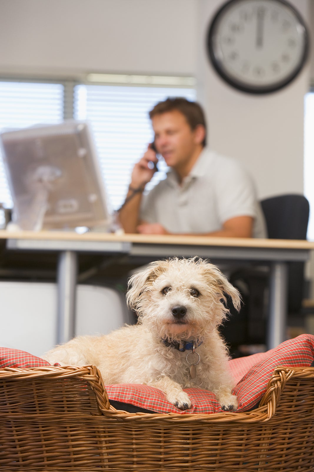 Businessman sat at a desk on the phone with a dog in the foreground in a dog basket
