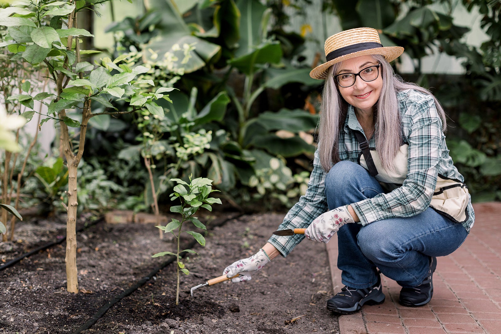 Portrait of joyful Caucasian gray haired senior lady in garden working with shovel and rake, smiling to camera. Happy retired female nursery worker or florist planting tree in greenhouse.