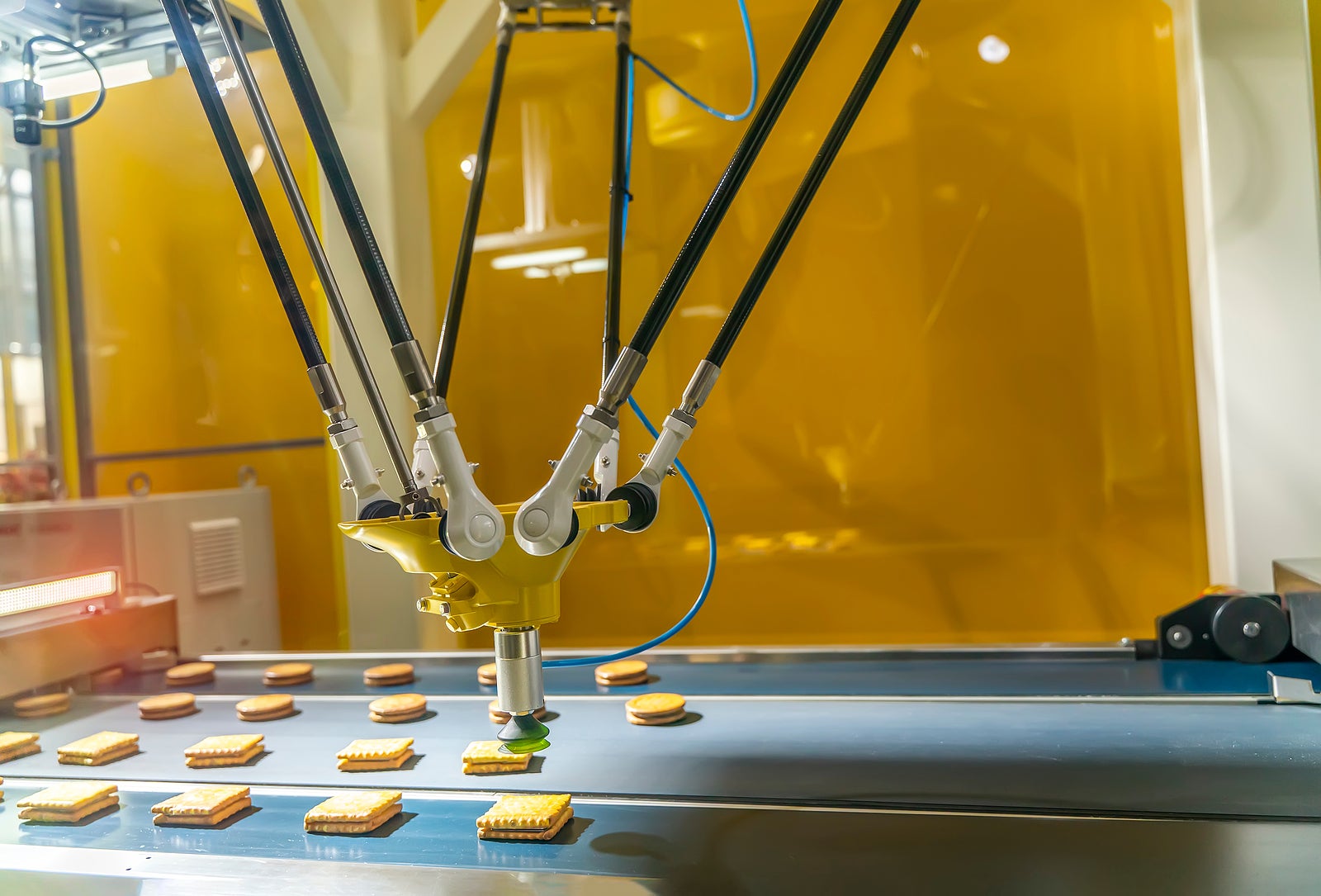automate robot with vacuum suckers with conveyor in Production of biscuits in a manufacture factory for the food industry