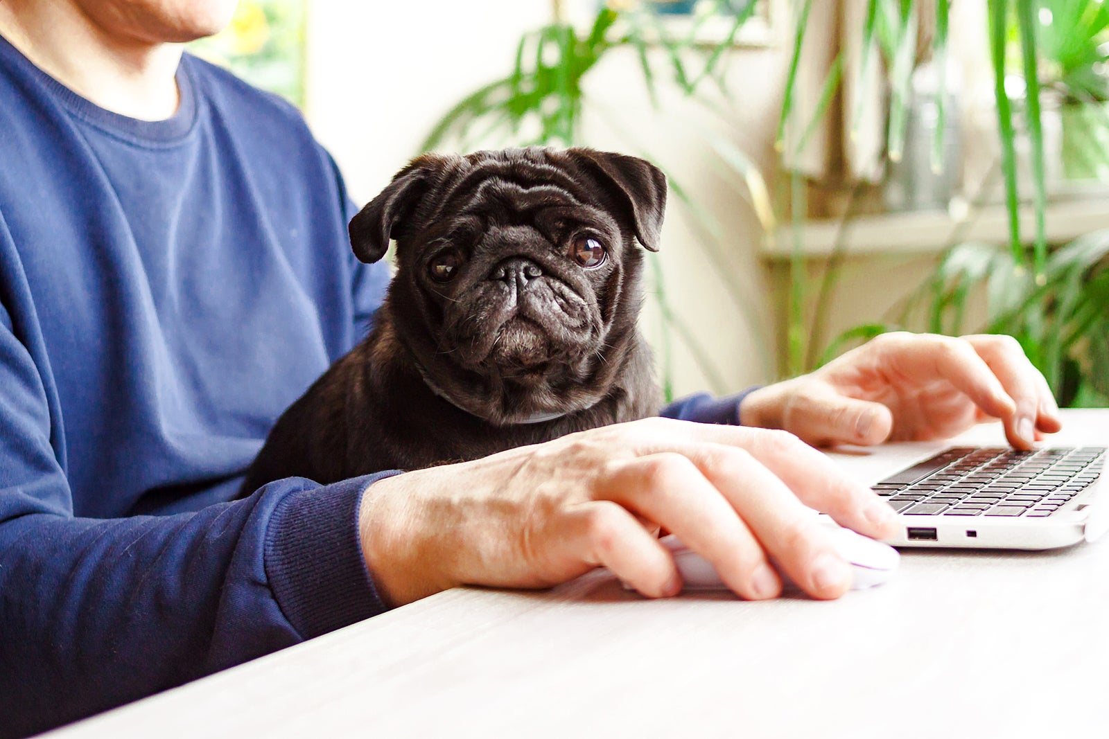 Man freelancer working at home office with laptop and black pug dog on arms. Mobile, online, remote office at quarantine concept.