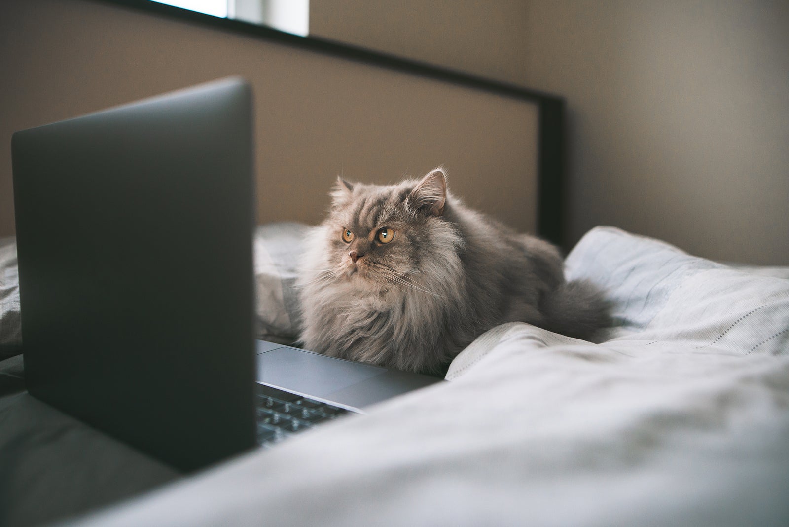 Gray fluffy cat lays on the bed and looks at the screen of the notebook with emphasis. Cat watches a movie on a laptop in bed.