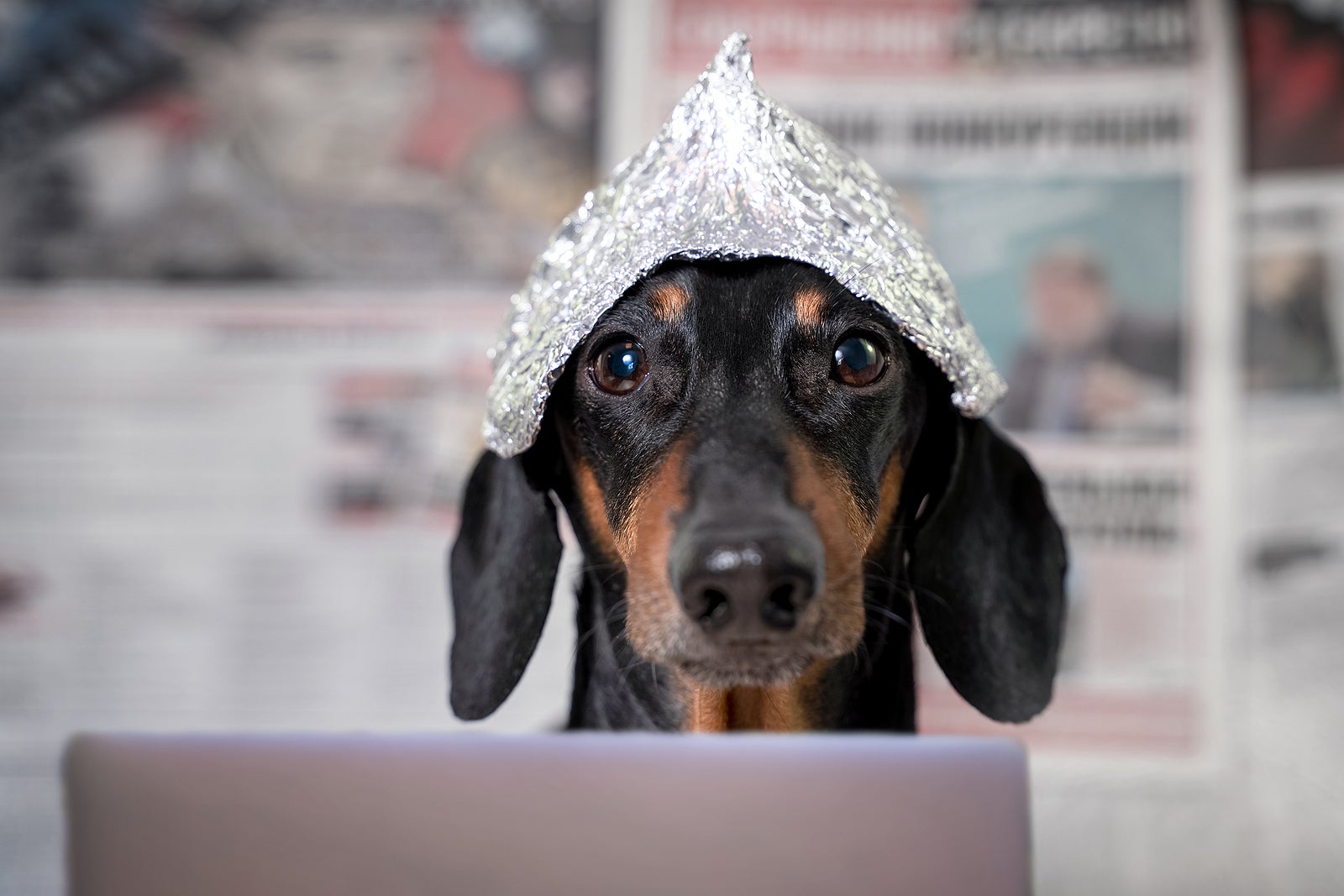 Suspicious dachshund dog in foil hat with laptop looking at camera, front view, blurry newspapers with conspiracy theories in background. Fear of aliens or radiation exposure from antennas and gadgets