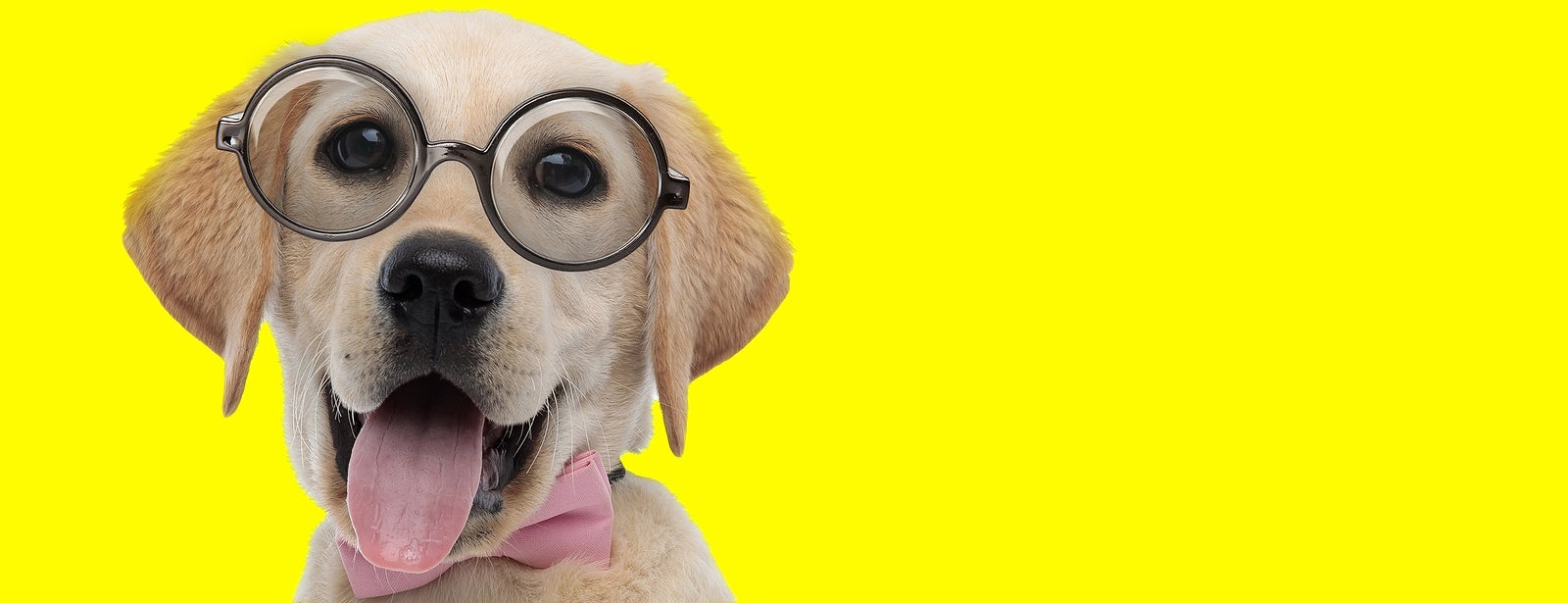 cute labrador retriever dog  with big eyes wearing glasses and sticking out tongue on yellow background