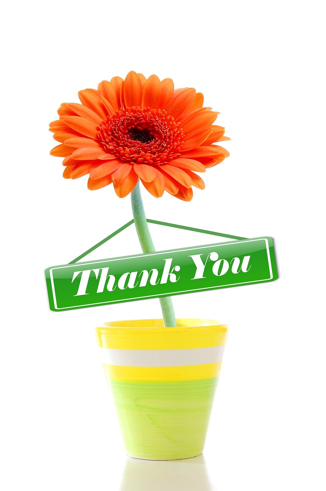 thank you or thanks greeting card with isolated flower on white