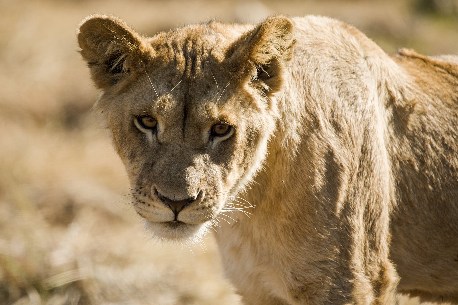 Lion roaring, the king of the savannah and the African jungle of South Africa, is one of the big five of Africa and the top predator and star of safaris.