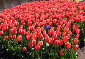 one lone blue tulip in a field of red tulips