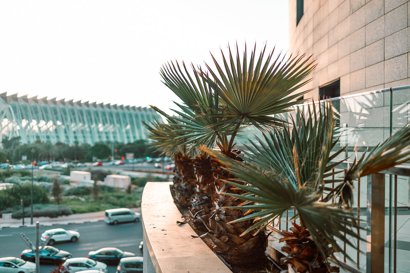 Beautiful palm trees decor in modern mall, sunny sunset. High quality photo