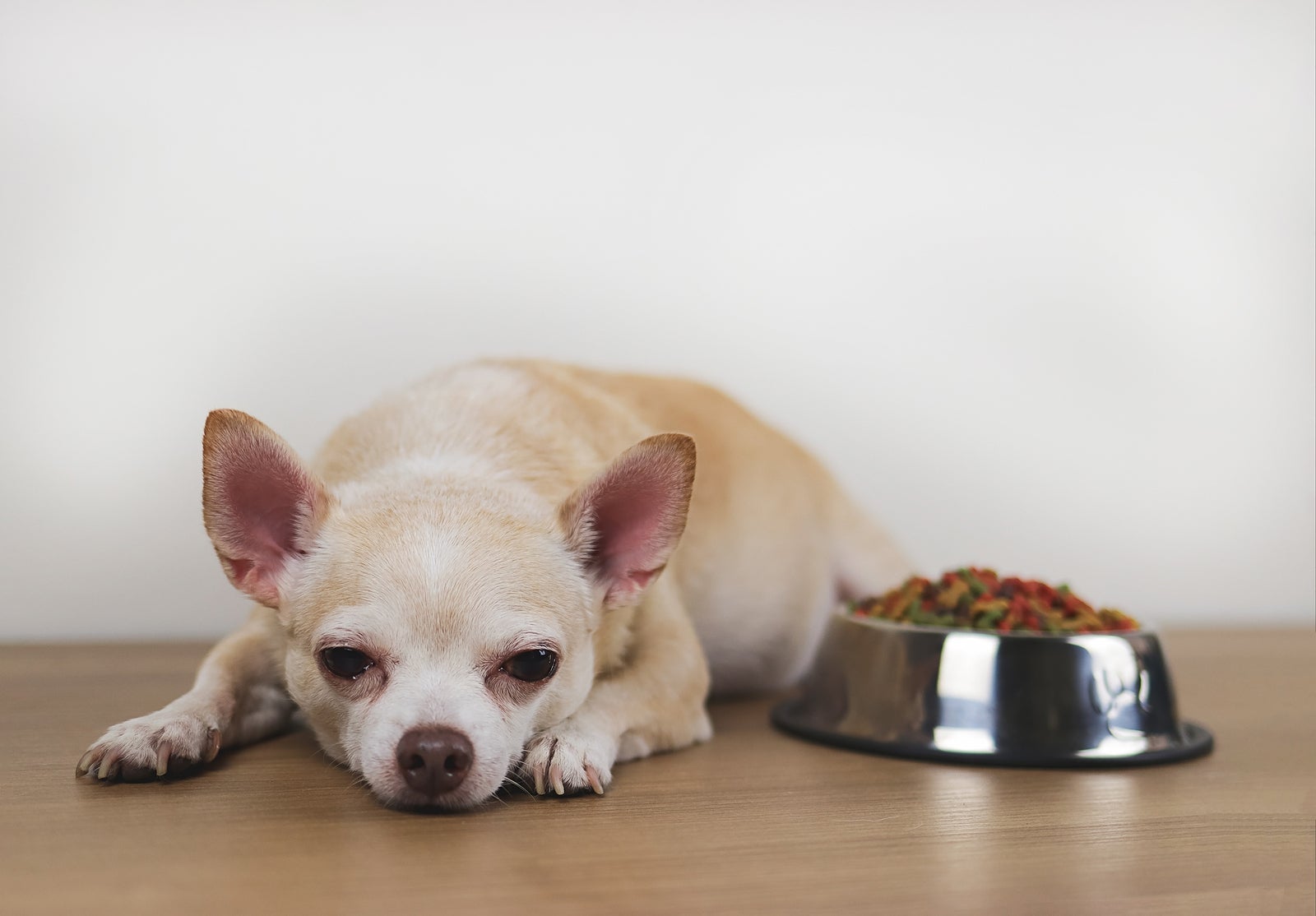 Front view image of brown Chihuahua dog lying down by the bowl of dog food and ignoring it. Sad or sick chihuahua dot get bored of food. pet's health and pet's behavior.