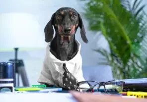 a doggie co-worker