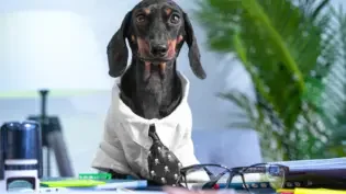 a doggie co-worker