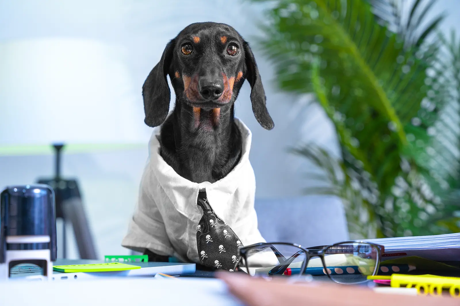 Dog office worker, white collar in white shirt, tie at workplace with documents, stamps. Cozy office of a strict boss, inspector, rector, notary, lawyer. Vocational guidance tests, career counselor