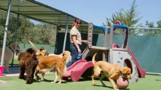 dogs playing at a doggy daycare facility