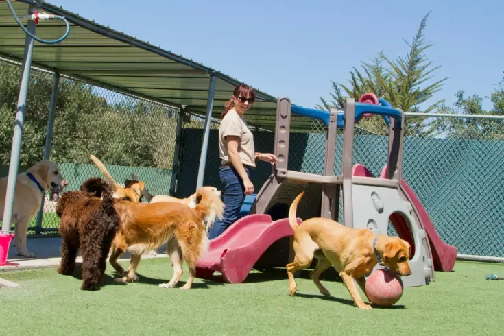 dogs playing at a doggy daycare facility