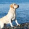 Golden labrador standing on shore