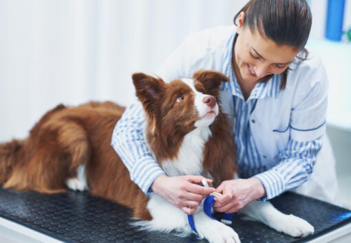 Brown Border Collie dog during visit in vet. High quality photo