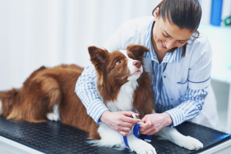 Brown Border Collie dog during visit in vet. High quality photo