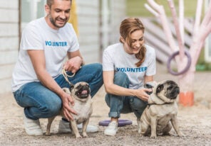 two volunteers of animals shelter palming pug dogs