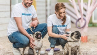 two volunteers of animals shelter palming pug dogs