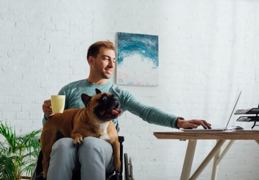Disabled man with french bulldog on knees holding cup and working on laptop