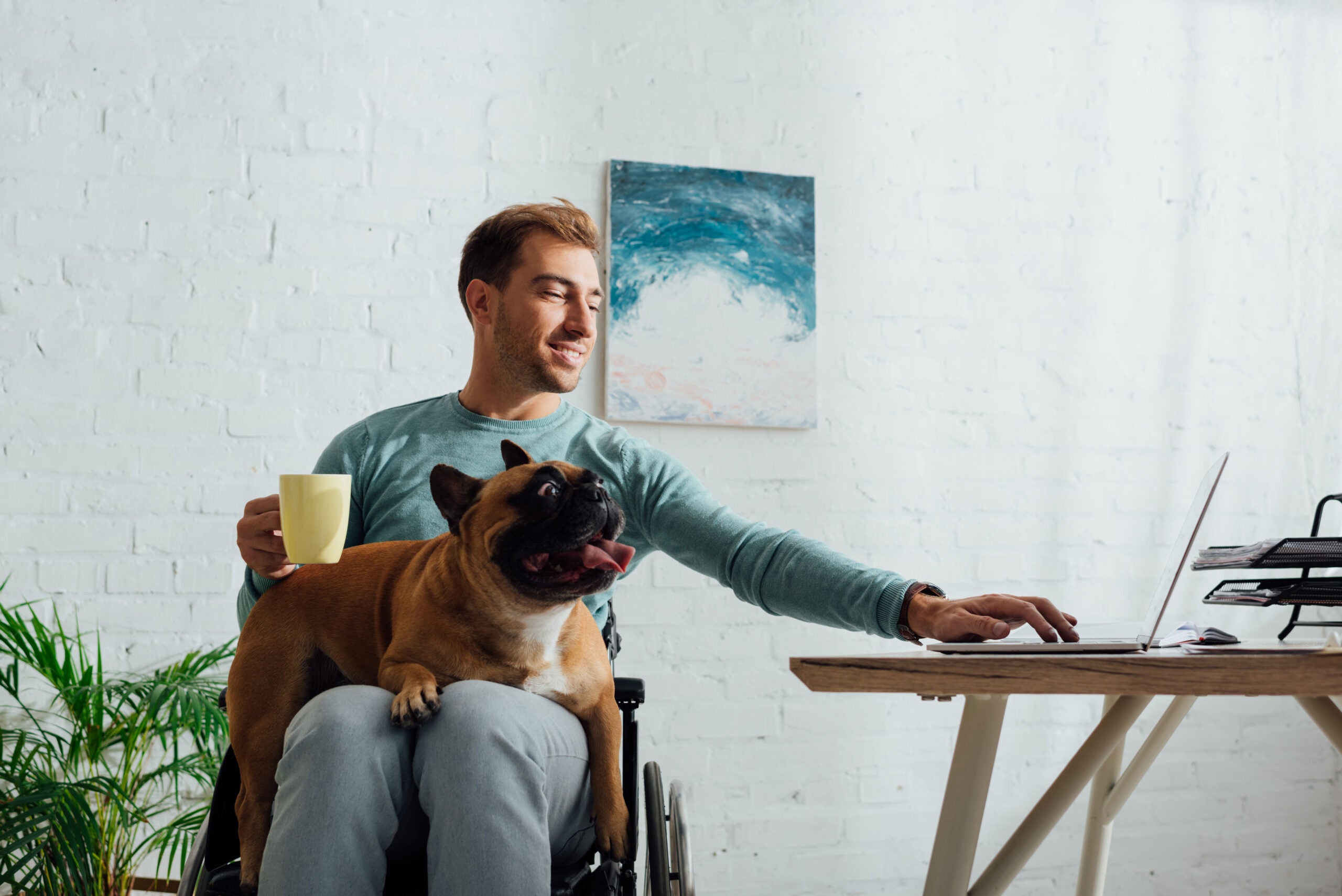 Disabled man with french bulldog on knees holding cup and working on laptop