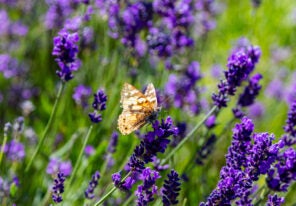 Lavender flowers, Closeup view of a butterfly on a lavender blossom in spring