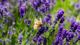 Lavender flowers, Closeup view of a butterfly on a lavender blossom in spring