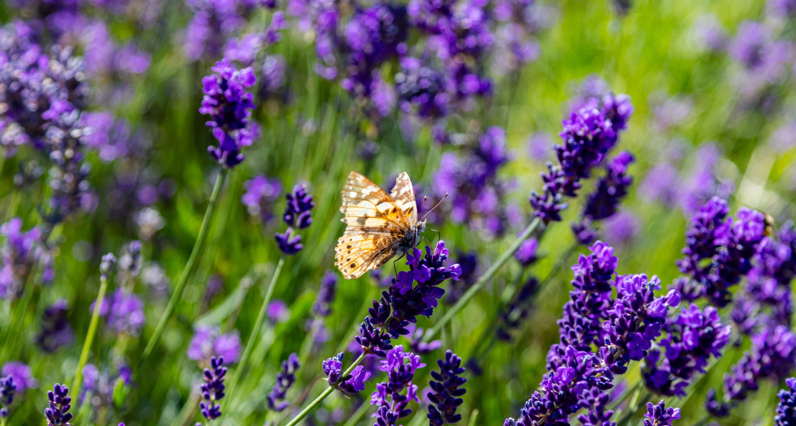 Lavender flowers, Closeup view of a butterfly on a lavender blossom in spring