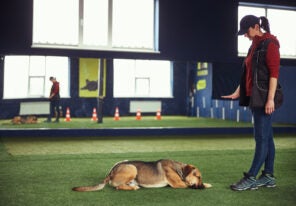 Professional handler teaching a dog to lie down