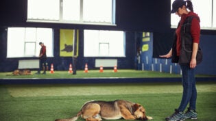 Professional handler teaching a dog to lie down