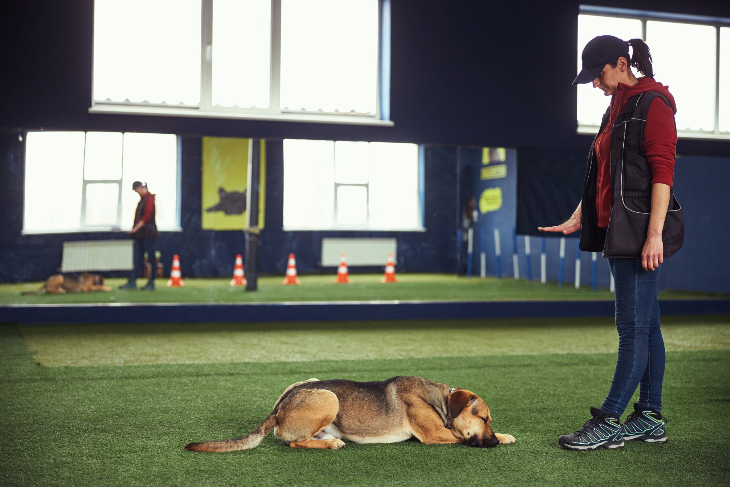 Professional handler teaching a dog to lie down