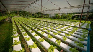 Green hydroponic organic salad vegetable in farm, Thailand. Selective focus