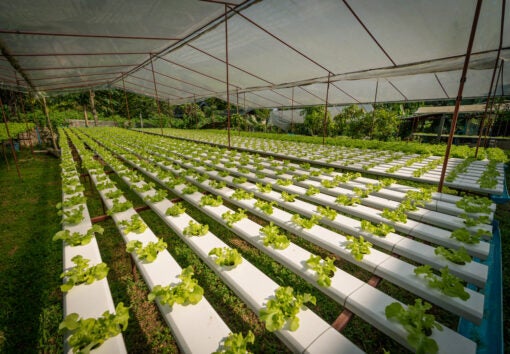 Green hydroponic organic salad vegetable in farm, Thailand. Selective focus