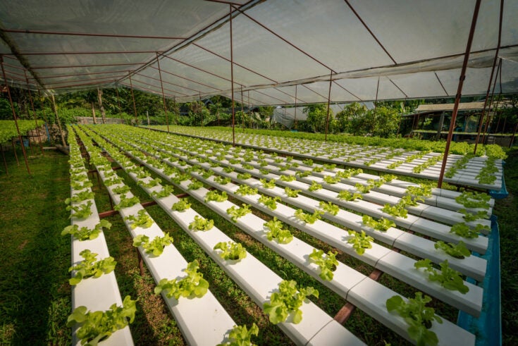 Green hydroponic organic salad vegetable in farm, Thailand. Selective focus