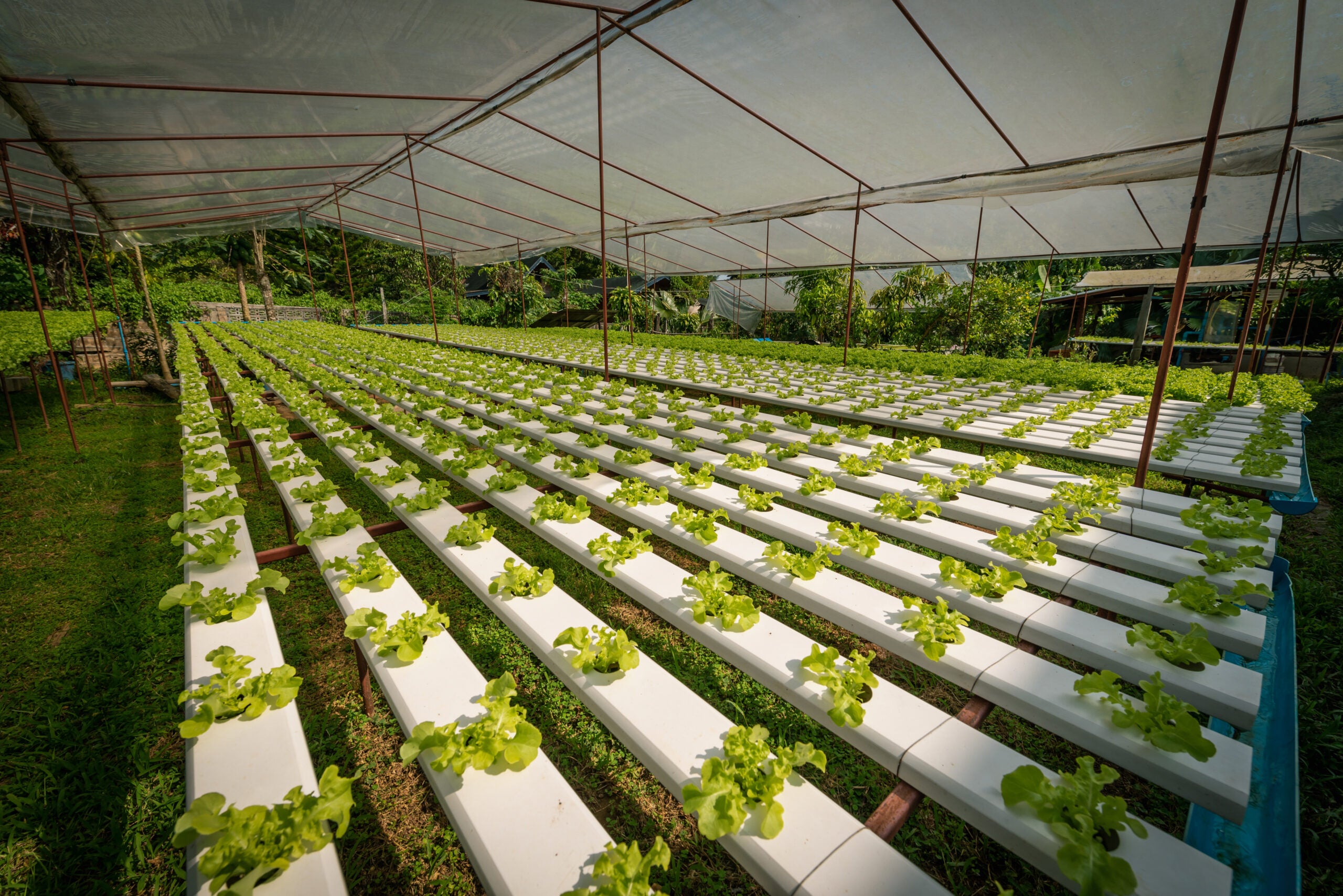 Green hydroponic organic salad vegetable in farm, Thailand. Selective focus